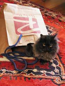 Cat_out_of_the_bag